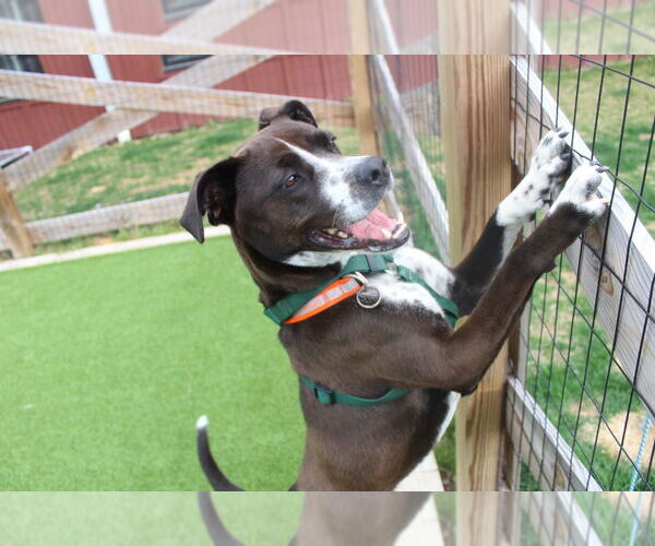 Medium Photo #2 Mutt Puppy For Sale in Chestertown, MD, USA