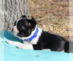 Small Photo #8 Boston Terrier Puppy For Sale in HUGHESVILLE, MD, USA
