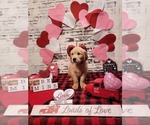 Small Photo #6 Golden Retriever Puppy For Sale in CUMMING, GA, USA