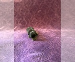 Small Photo #19 Dachshund Puppy For Sale in BLMGTN, IN, USA