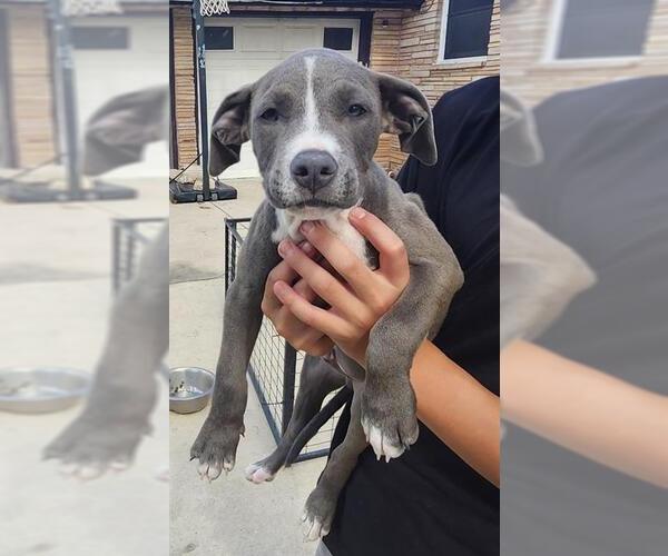 Medium Photo #1 American Staffordshire Terrier-Unknown Mix Puppy For Sale in San Antonio, TX, USA