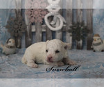 Small #11 Poodle (Toy)
