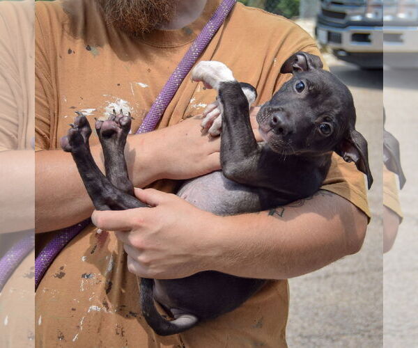 Medium Photo #4 American Staffordshire Terrier-Unknown Mix Puppy For Sale in Huntley, IL, USA