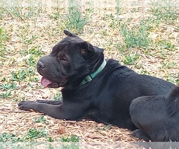 Medium Photo #1 Chinese Shar-Pei-Poodle (Standard) Mix Puppy For Sale in PORTLAND, OR, USA