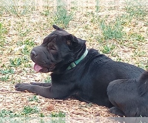 Father of the Chinese Shar-Pei-Poodle (Standard) Mix puppies born on 08/24/2025