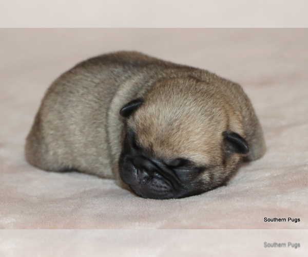 Medium Photo #7 Pug Puppy For Sale in WINNSBORO, TX, USA