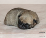 Small #6 Pug