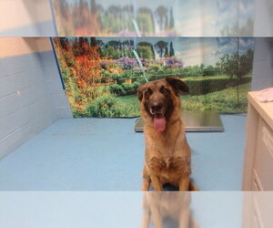 German Shepherd Dog Dogs for adoption in Moreno Valley, CA, USA