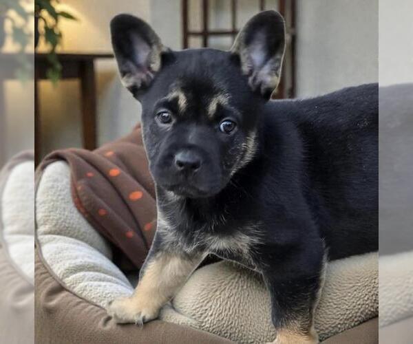 Medium Photo #9 French Bulldog-Unknown Mix Puppy For Sale in San Diego, CA, USA