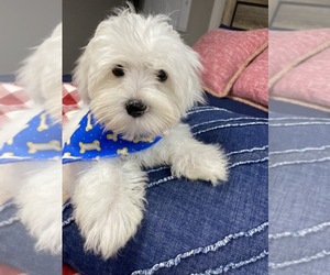 Maltese-Poodle (Toy) Mix Puppy for sale in RICHMOND, IL, USA