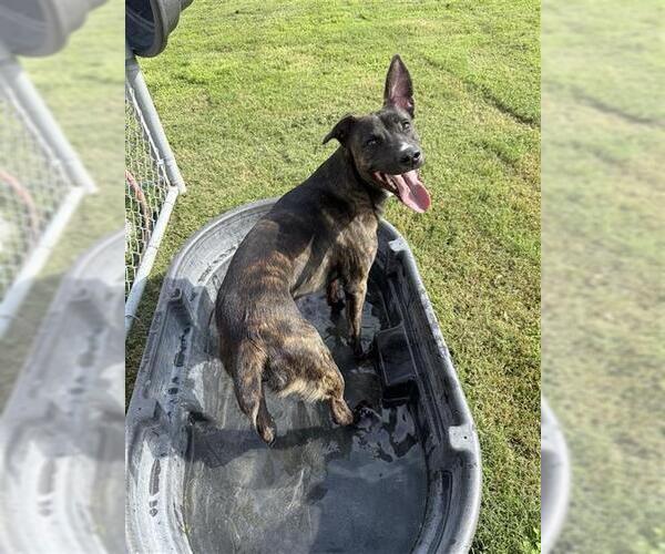 Medium Photo #2 American Pit Bull Terrier-Unknown Mix Puppy For Sale in Corpus Christi, TX, USA