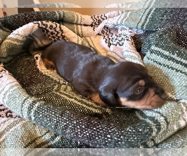 Medium Photo #24 Dachshund Puppy For Sale in DOTHAN, AL, USA