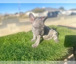 Small #13 French Bulldog