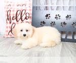 Small Photo #5 Poochon Puppy For Sale in MARIETTA, GA, USA