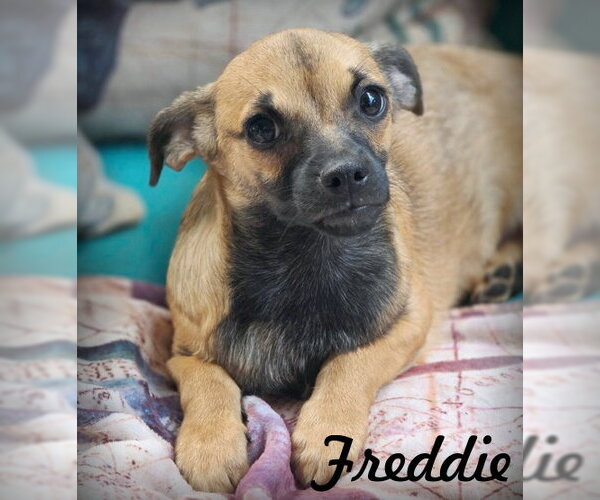Medium Photo #1 Chiweenie Puppy For Sale in Chino Hills, CA, USA