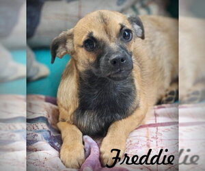 Chiweenie Dogs for adoption in Chino Hills, CA, USA
