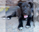 Small #21 Labrador Retriever Mix