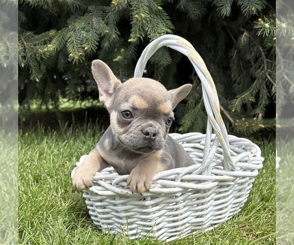 Medium Photo #4 French Bulldog Puppy For Sale in MIDDLEBURY, IN, USA