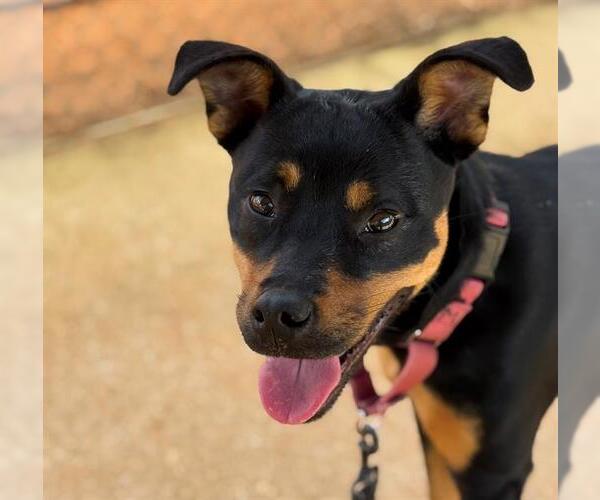 Medium Photo #1 Rottweiler-Unknown Mix Puppy For Sale in Tallahassee, FL, USA