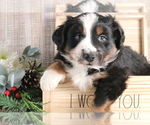 Small Photo #5 Miniature Australian Shepherd Puppy For Sale in STAFFORD, VA, USA