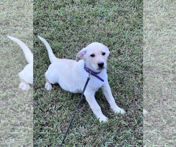 Medium Photo #2 Labrador Retriever-Unknown Mix Puppy For Sale in Crossville, AL, USA