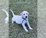 Small #1 Labrador Retriever Mix