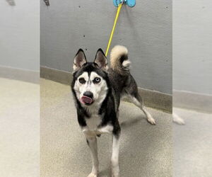 Siberian Husky-Unknown Mix Dogs for adoption in Las Vegas, NV, USA