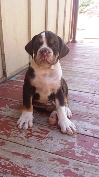 Medium Photo #1 Olde English Bulldogge Puppy For Sale in LAPORTE, CO, USA