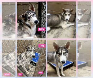 Tilly - ON HOLD - NO MORE APPLICATIONS - Female Siberian Husky Dog for Adoption - Photo #6