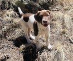 Small Photo #4 German Shorthaired Pointer Puppy For Sale in WOODLAND PARK, CO, USA