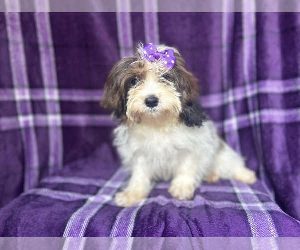 Medium Photo #2 ShihPoo Puppy For Sale in LAKELAND, FL, USA