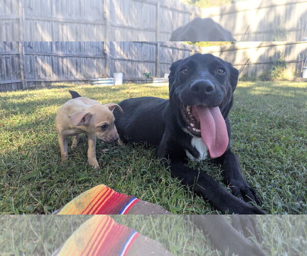 Medium Photo #7 Labrador Retriever-Unknown Mix Puppy For Sale in Oakhurst, NJ, USA