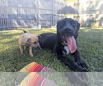 Small #6 Labrador Retriever Mix