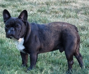 French Bulldog Puppy for sale in SPRINGFIELD, OR, USA