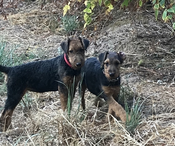 Medium Photo #3 Airedale Terrier Puppy For Sale in NORTH PLAINS, OR, USA
