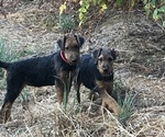 Small Photo #3 Airedale Terrier Puppy For Sale in NORTH PLAINS, OR, USA