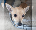 Small Photo #3 Chihuahua-Unknown Mix Puppy For Sale in Cranston, RI, USA
