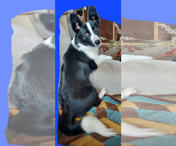Medium Photo #5 Mutt Puppy For Sale in Denver , CO, USA