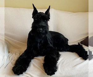 Schnauzer (Giant) Puppy for sale in HOLLYWOOD, FL, USA