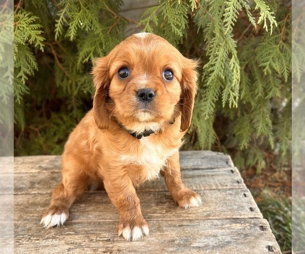 Medium Photo #4 Cavalier King Charles Spaniel Puppy For Sale in MIDDLEBURY, IN, USA