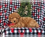 Small Photo #4 Poodle (Miniature) Puppy For Sale in LEOLA, PA, USA