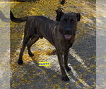 Small #1 Plott Hound-Presa Canario Mix