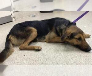 German Shepherd Dog Dogs for adoption in Riverside, CA, USA