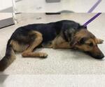 Small German Shepherd Dog