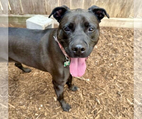 Medium Photo #22 American Pit Bull Terrier-Labrador Retriever Mix Puppy For Sale in Houston, TX, USA
