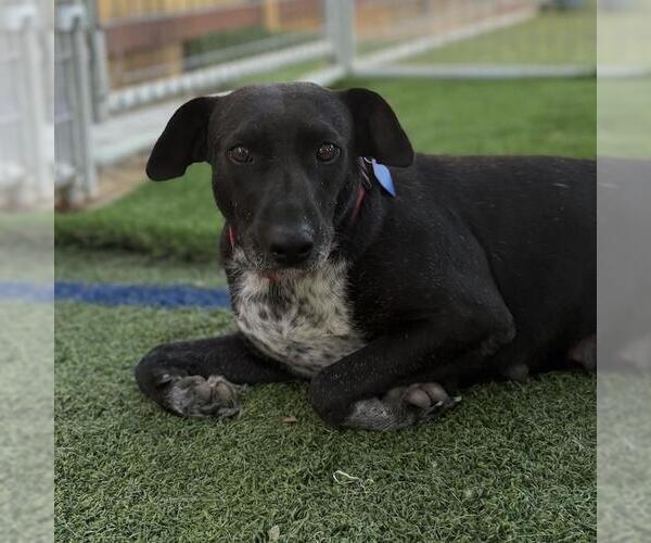 Medium Photo #8 Labrador Retriever-Unknown Mix Puppy For Sale in San Diego, CA, USA
