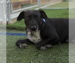 Small #7 Labrador Retriever Mix