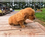 Small #2 Golden Retriever