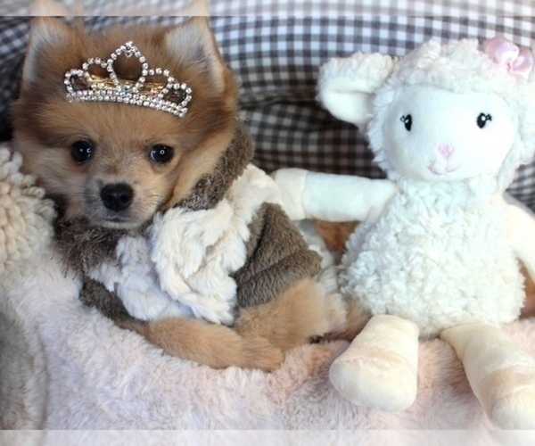 Medium Photo #9 Pomeranian Puppy For Sale in NEW YORK, NY, USA