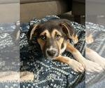 Small #14 Siberian Husky Mix